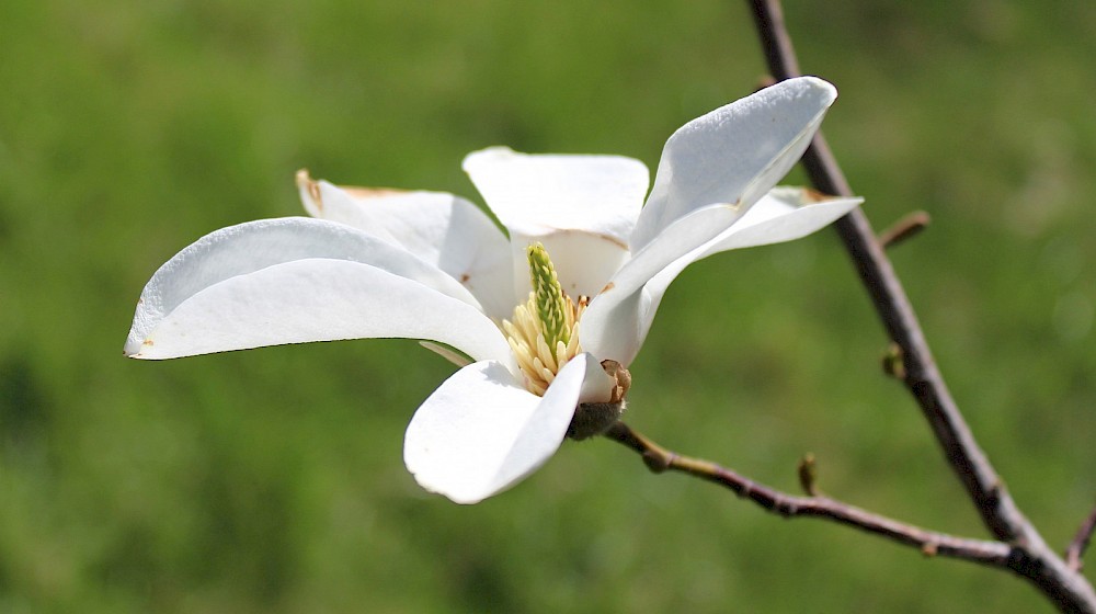 http://zhmurko.ucoz.ua/CUTATU/flower-magnoliia-kobus-4.1000x0.jpg